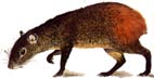 agouti